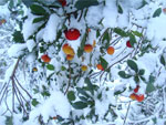 gal/2009/14 - neve 19-20 dicembre/neve_domenica_20_12/_thb_corbezzoli_1-01.jpg